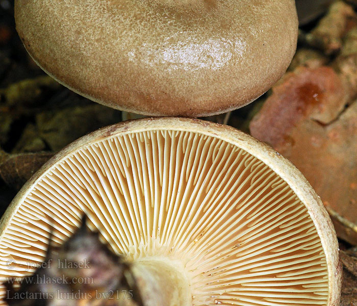 Lactarius luridus Violetbrun mælkehat Lactaire blafard