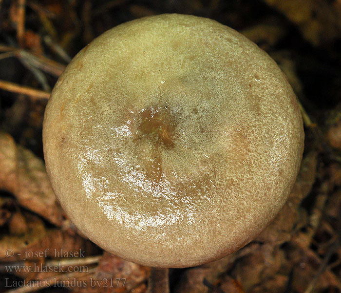 Lactarius luridus Млечник бледно-жёлтый Sötétlilás tejelőgomba