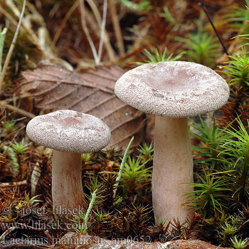 Lactarius mammosus Ryzec libovonný Rýdzik kokosový