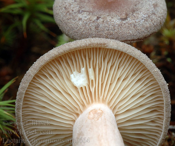 Lactarius mammosus am0664