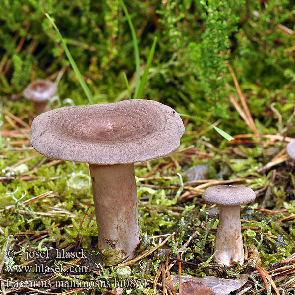 Lactarius mammosus Ryzec libovonný Rýdzik kokosový