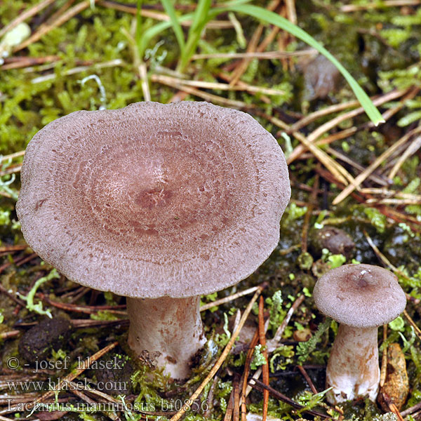 Lactarius mammosus bi0856