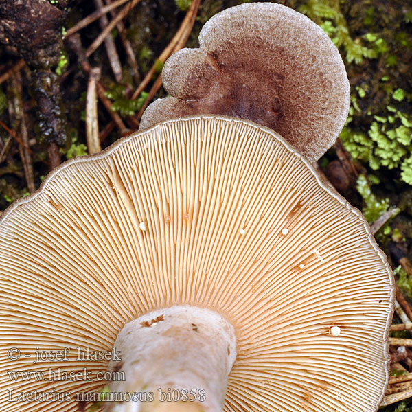 Lactarius mammosus bi0858