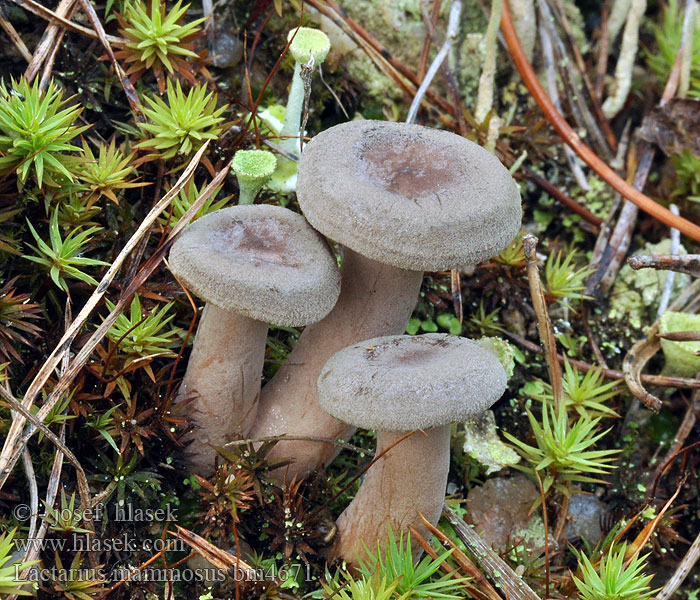 Lactarius_mammosus_bm4671