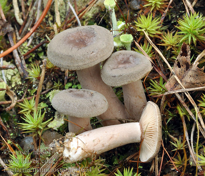 Lactarius mammosus fuscus Ryzec libovonný