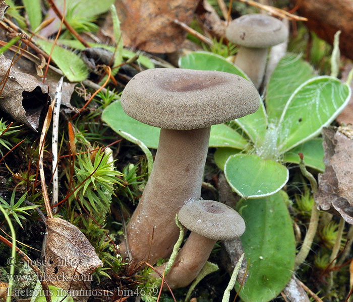 Lactarius mammosus fuscus Rýdzik kokosový