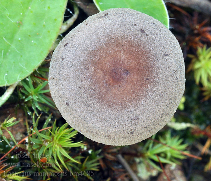 Lactarius mammosus fuscus Lactaire odeur coco