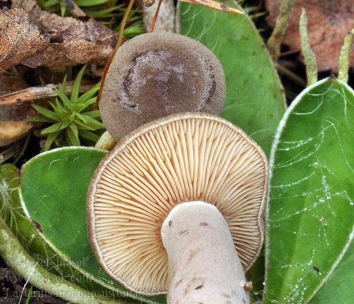 Lactarius_mammosus_bm4687