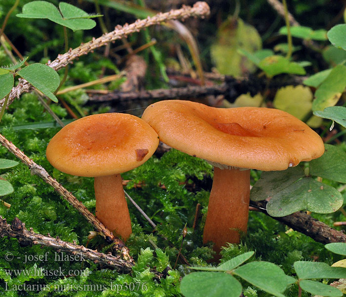 Lactarius mitissimus aurantiacus aurantiofulvus