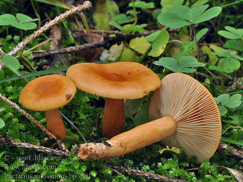 Lactarius mitissimus Ryzec oranžový Milde Milchling