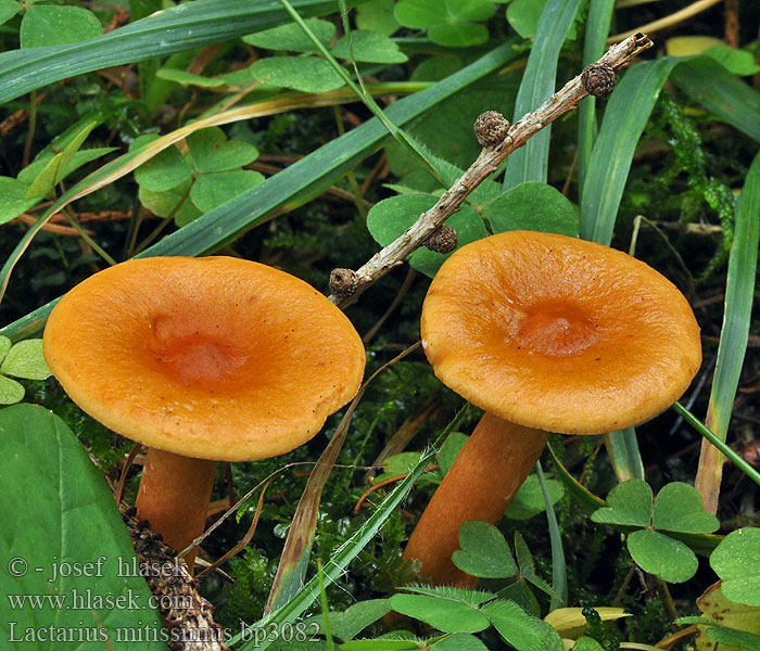 Lactarius_mitissimus_bp3082