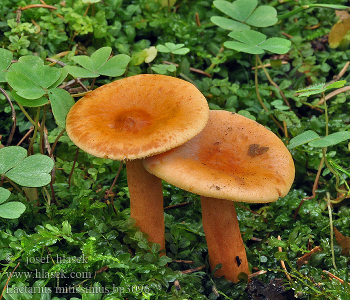 Lactarius mitissimus Oranssirousku Lactaire très doux