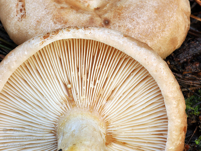 Tallriska Männynrousku Млечник белый Pine Milkcap Csarabos tejelőgomba