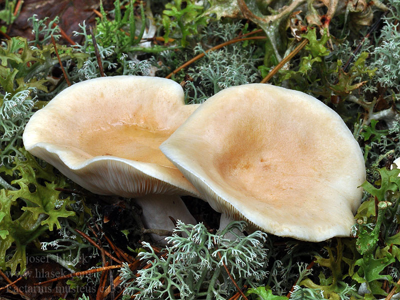 Ryzec strakatý Lactarius musteus