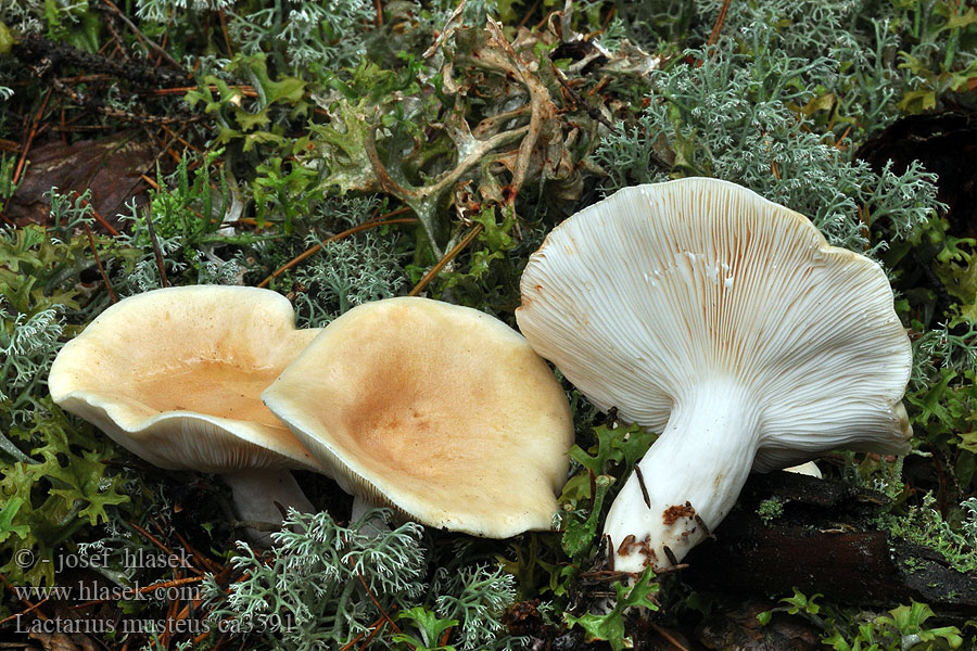 Heide-Milchling Scheckigblasser Milchling Lactarius musteus