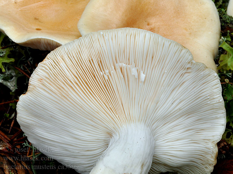 Fururiske Lactarius musteus