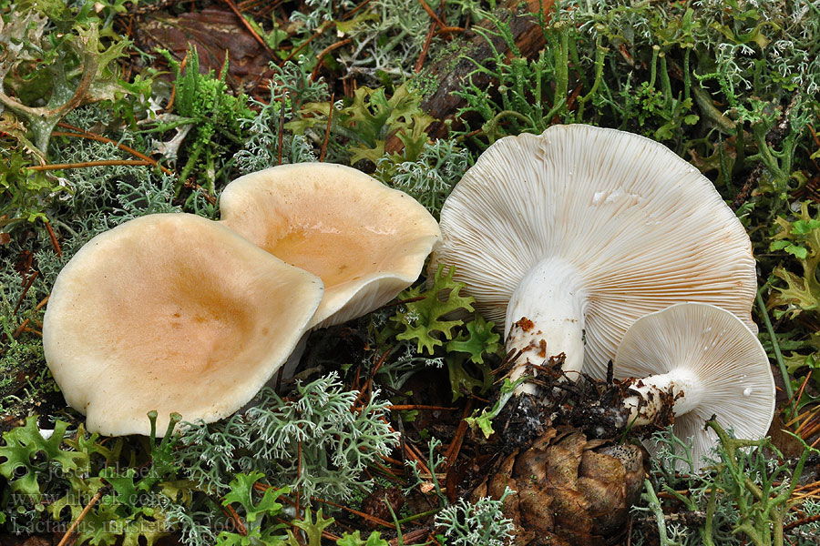 Rýdzik bledookrový Lactarius musteus