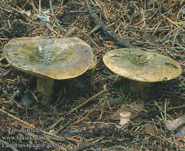 Lactarius necator turpis Lactaire meurtrier plombé