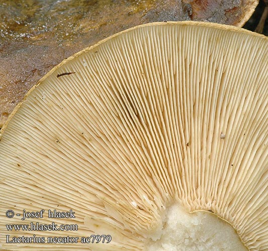 Lactarius necator ac7979