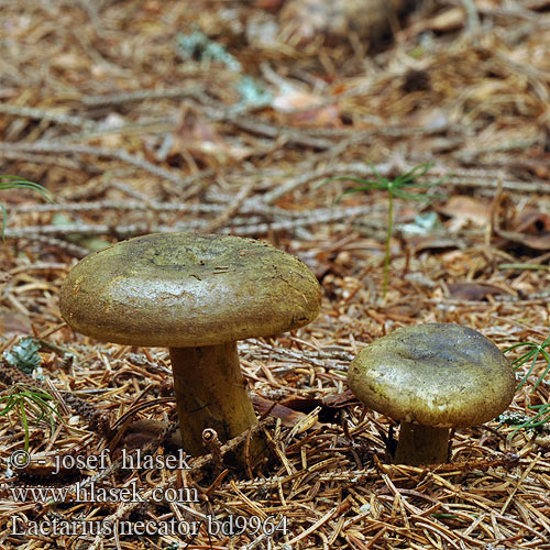 Zwartgroene melkzwam Indriķis Muižnieks Ugly Milkcap Milk-agaric black