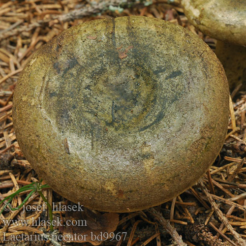 Lactarius necator bd9967