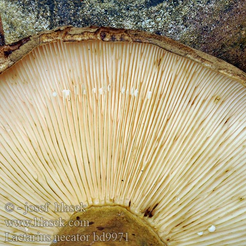 Lactarius necator bd9971