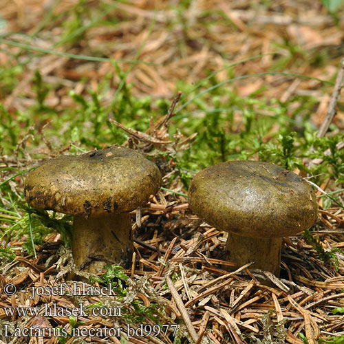 Lactarius necator bd9975