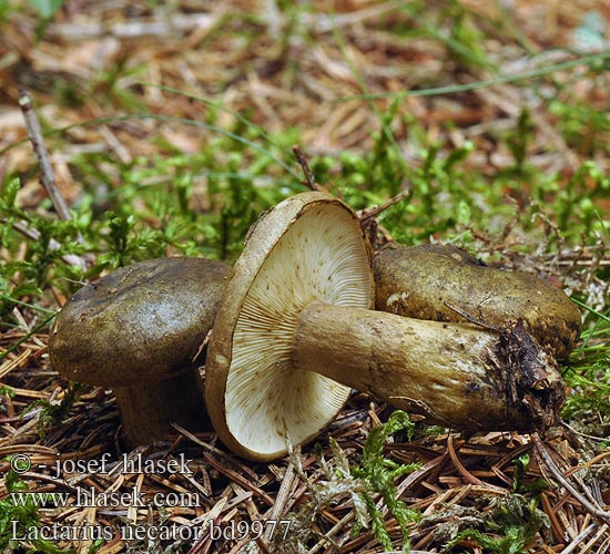 Lactarius necator bd9977