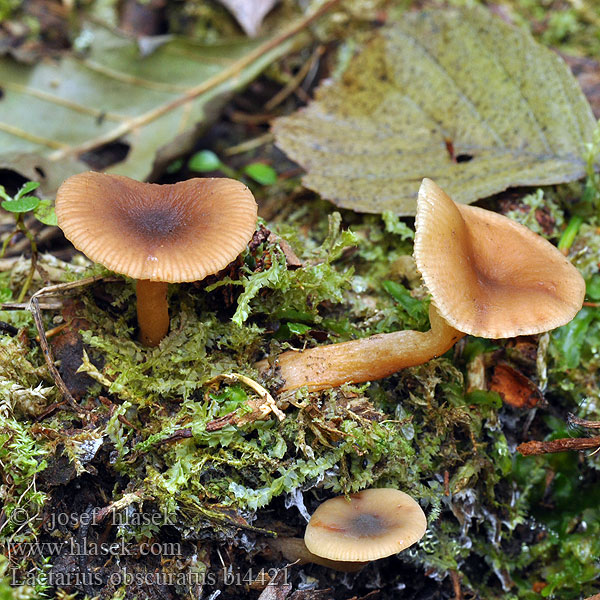 Lactarius obscuratus Ryzec olšový Alder Milkcap Olivbrauner Erlenmilchling Млечник скрытый ольховый темный Elle-mælkehat Lepikkorousku Rosse elzenmelkzwam Égerfa-tejelőgomba Oliven oreriske Mleczaj olszowy Rýdzik jelšový Alriska