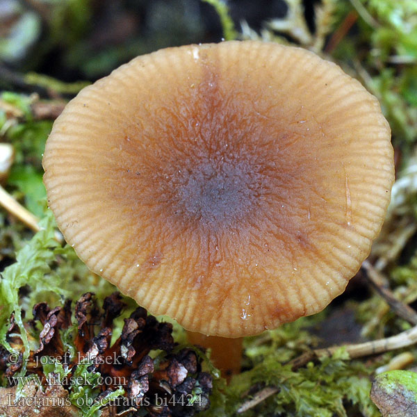 Lactarius obscuratus bi4424