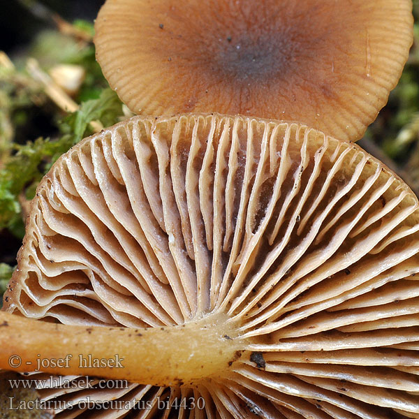 Lactarius obscuratus bi4430