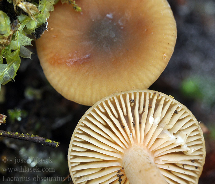 Lactarius obscuratus bi4459