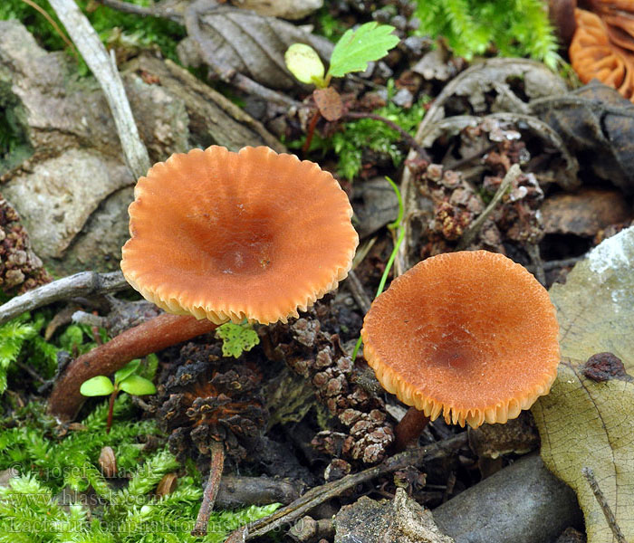 Lactarius omphaliformis Nabeliger Zwergmilchling Skålriska