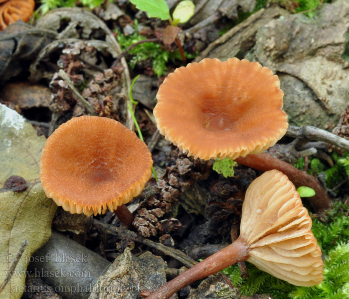 Lactarius omphaliformis bk5865