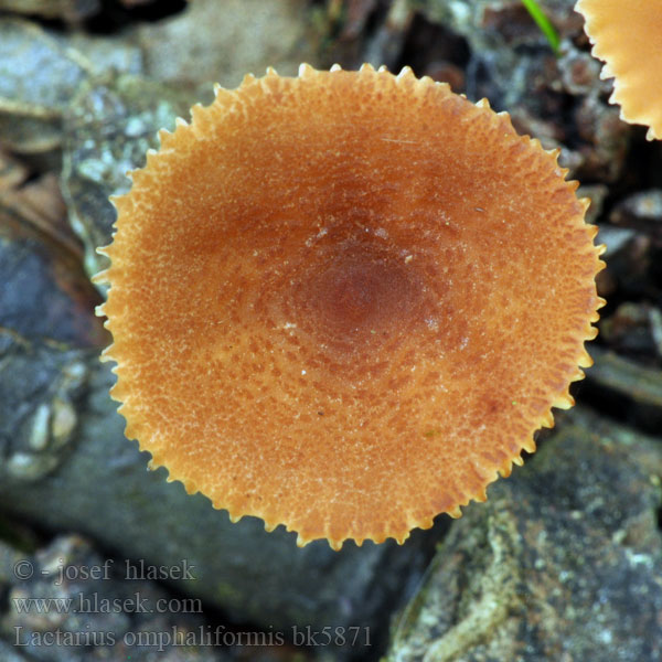 Lactarius omphaliformis bk5871