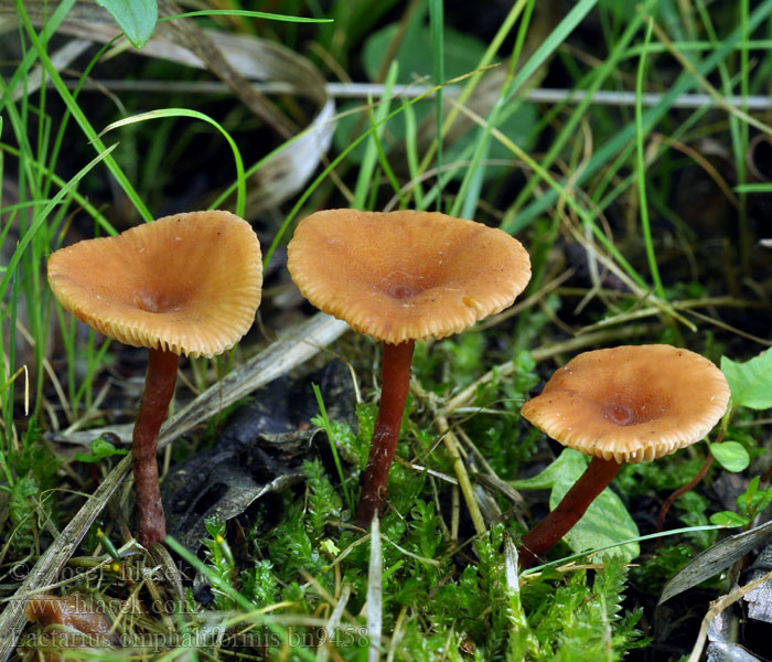 Lactarius omphaliformis bn9458