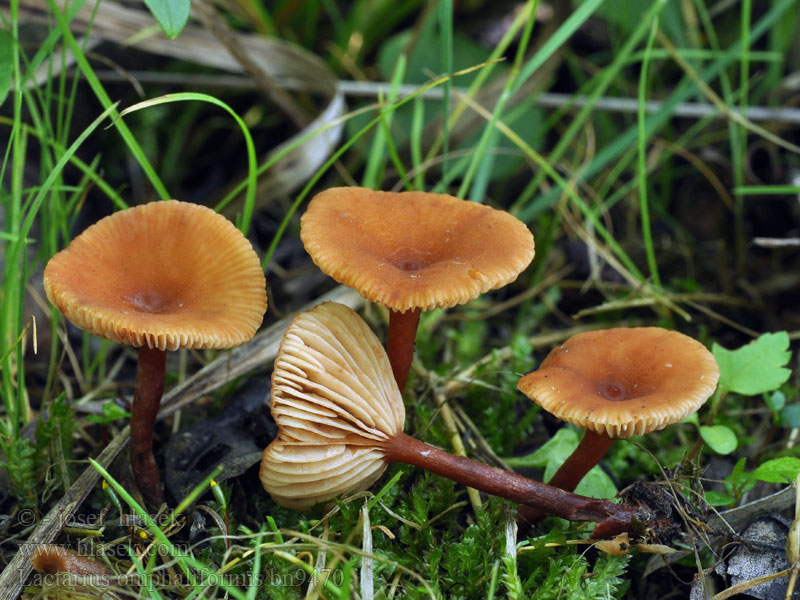 Lactarius omphaliformis bn9470