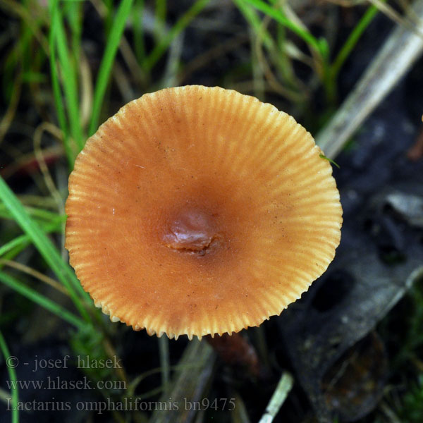 Lactarius omphaliformis bn9475