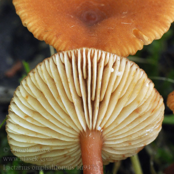 Lactarius omphaliformis bn9476