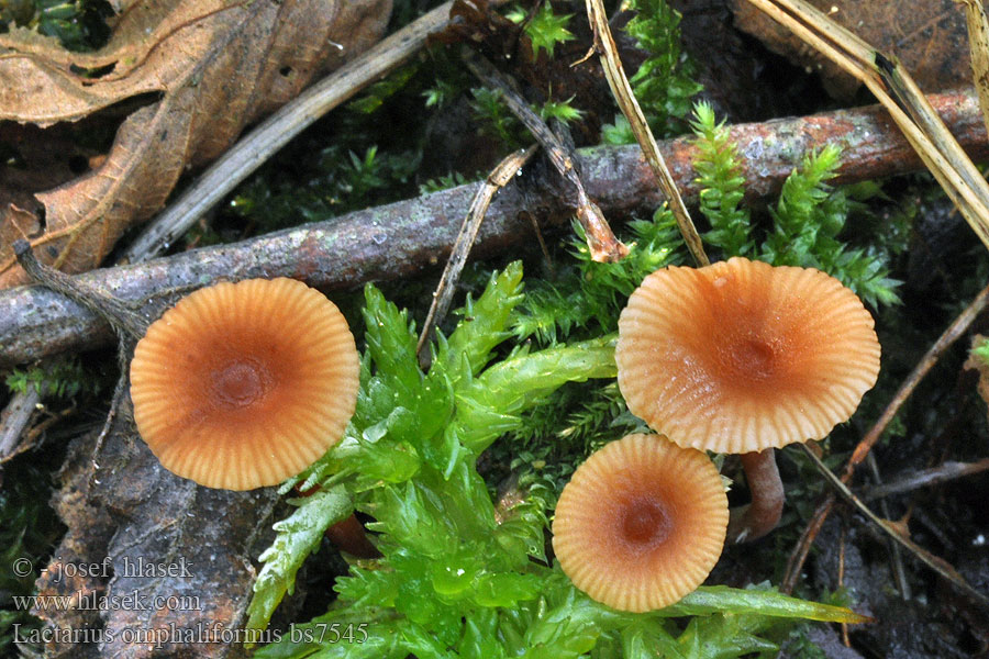 Lactarius omphaliformis Ryzec nálevkovitý