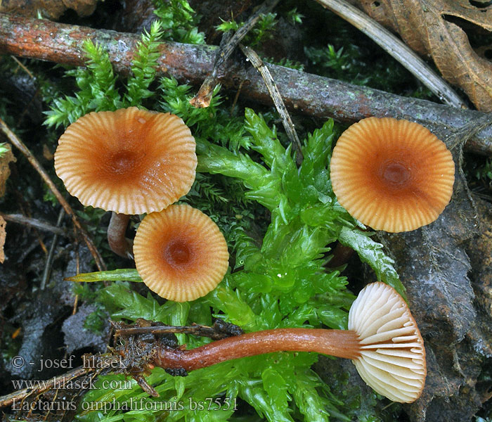 Lactarius omphaliformis Млечник ольховый Mleczaj pępówkowy