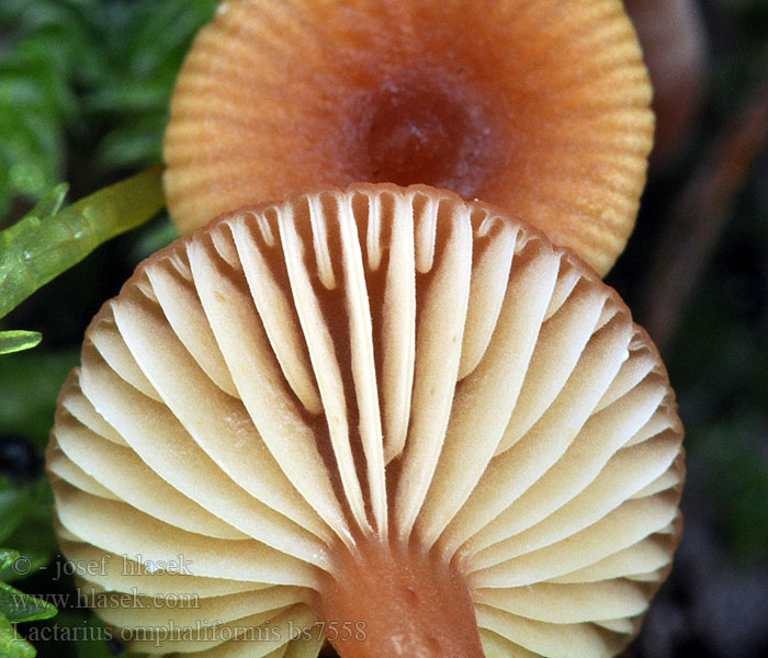 Lactarius omphaliformis Rossige elzenmelkzwam Kääpiörousku