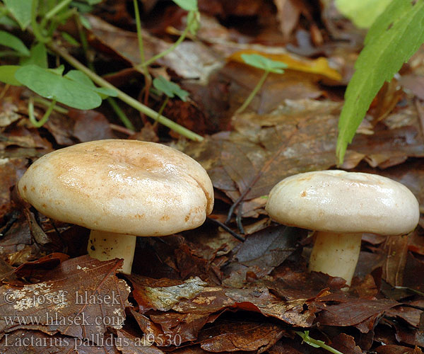 Lactarius pallidus Ryzec bledý Rýdzik bledý Pale milkcap