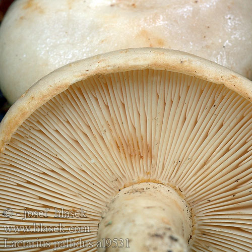 Lactarius pallidus al9531