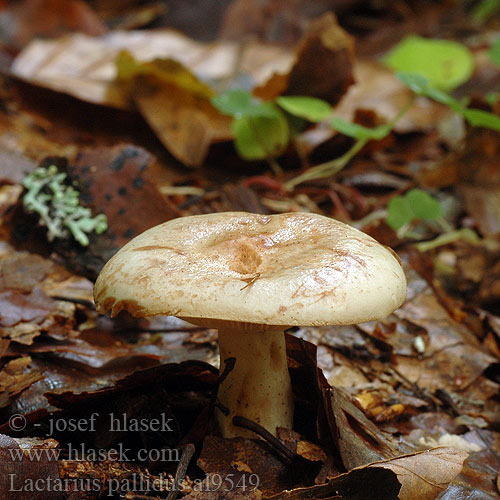 Lactarius pallidus al9549