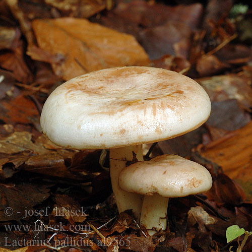 Lactarius pallidus al9565