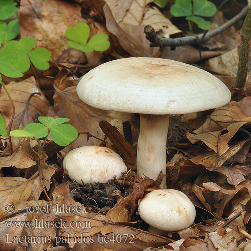 Млечник бледно-желтый Lactarius pallidus Ryzec bledý