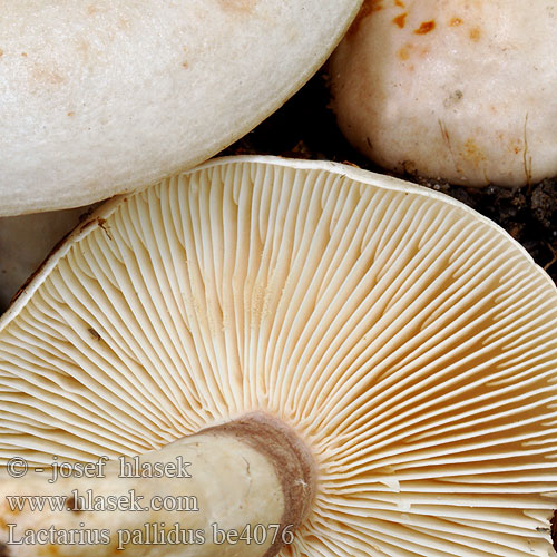 Lactarius pallidus be4076