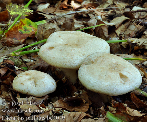 Pale milkcap Mleczaj bladawy Medla mlečnica