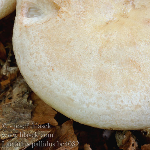 Lactarius pallidus be4082